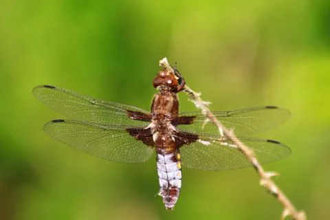 Dragonfly settle on a branch Stock Photos