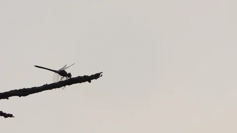 Dragonfly with shadow On Tree In Beautiful the evening. Stock-Footage 124523153