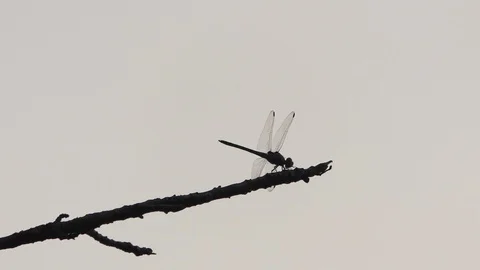 Dragonfly with shadow On Tree In Beautiful the evening. Stock Footage 124523679