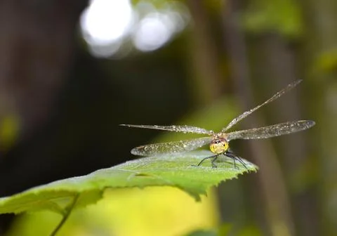 Dragonfly on the sheet Stock Photos