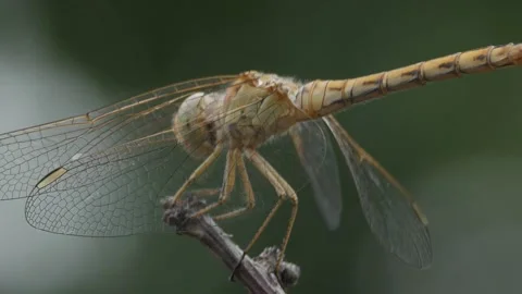 Dragonfly from the side CU Stock Footage 247042902