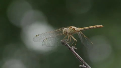 Dragonfly from the side Vidéo 247042968