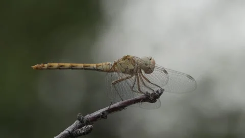 Dragonfly from the side Stock Footage 247043081