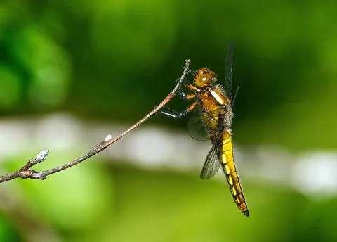 Dragonfly side Stock Photos