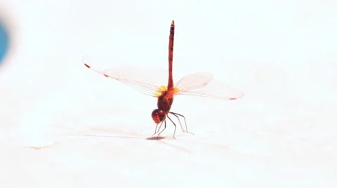 Dragonfly on the side of the pool Stock Footage 42850213