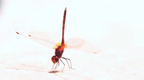Dragonfly on the side of the pool Stock Footage 42850254