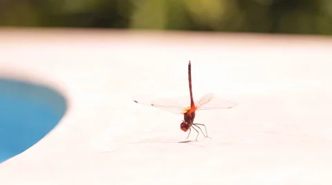 Dragonfly on the side of the pool Stock Footage 42853326