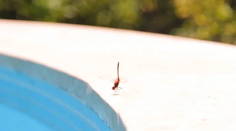 Dragonfly on the side of the pool Stock Footage 42853346