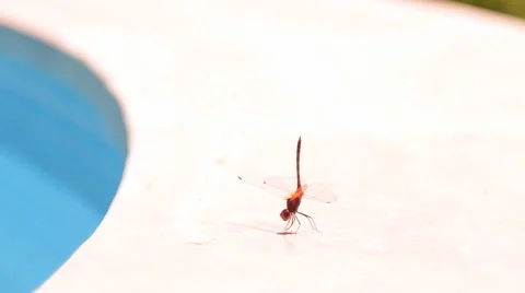 Dragonfly on the side of the pool Stock-Footage 42853367