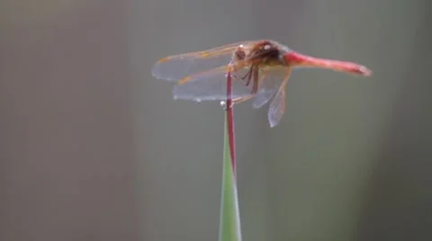 Dragonfly Side View Up Close Stock Footage 51024761