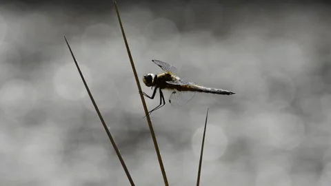 Dragonfly from side view Stock Footage 171612308