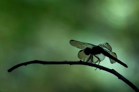 Dragonfly silhouette 库存照片