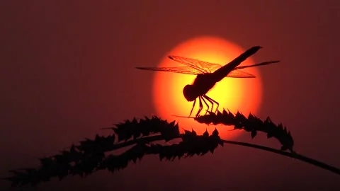 Dragonfly silhouette at sunset. Видео 147833203