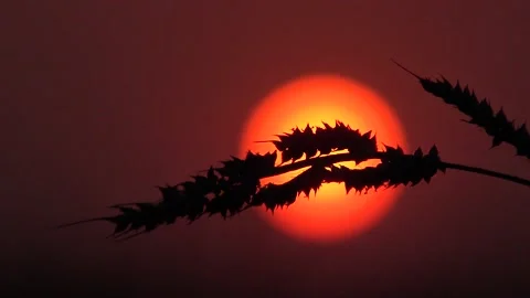 Dragonfly silhouette at sunset. Видео 147942442