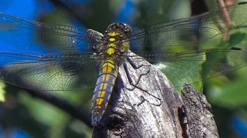 Dragonfly sits on a branch Stock Footage 85860212