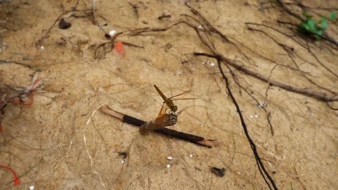 Dragonfly sits on a branch Stock Footage 93723907