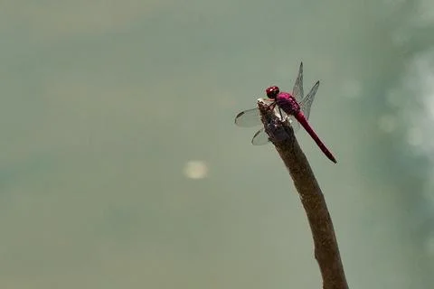 A dragonfly sits on a branch, looking down at a bug Stock Photos