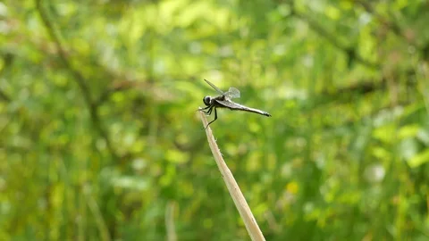 The dragonfly sits on the broken branch 스톡 동영상 117048901