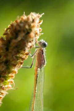 A dragonfly sits on the core of a flower Stock Photos