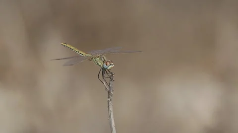 Dragonfly sits down and takes off on a dry twig several times Stock Footage 68790227