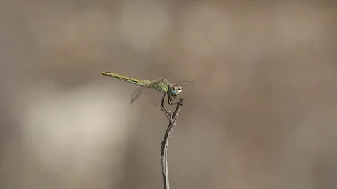 Dragonfly sits down and takes off on a dry twig several times Stock Footage 71518145