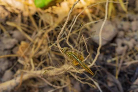 The dragonfly sits at the end of a small twig against the background of dried Stock Photos