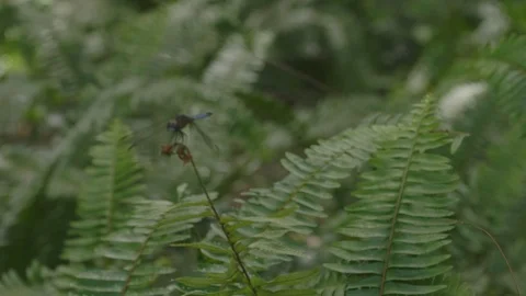Dragonfly Sits on Fern in Violent Wind Buffets Wings Hops 3/4 View Stock Footage 106485149