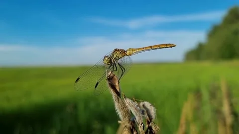 A dragonfly sits on a flower Stock Footage 200361365