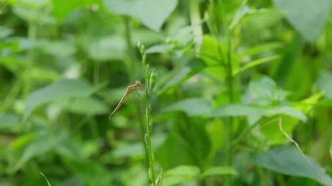 A dragonfly sits on a flower stem in the middle of a rice field Stock Footage 319517259