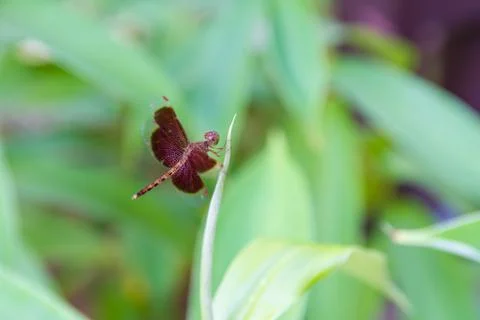 Dragonfly sits on a grass Foto stock