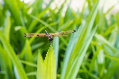 Dragonfly sits on a grass Foto stock