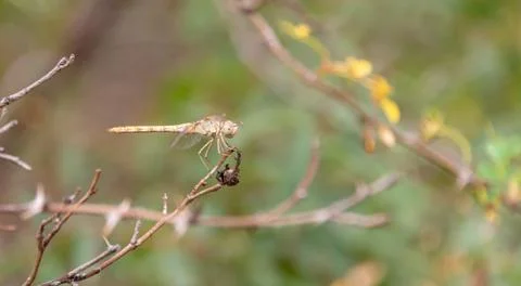 The dragonfly sits on the grass Stock Photos