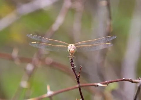 The dragonfly sits on the grass Stock Photos