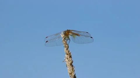 The dragonfly, sits on a grass stalk against a sky. Stock Footage 62796239