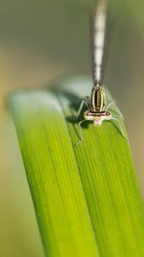 Dragonfly sits on a green leaf Stock Photos