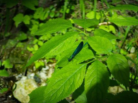 A dragonfly sits on a green leaf Stock Photos