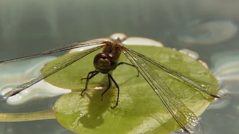 A dragonfly sits on a green lily leaf in a pond on a sunny day. Stock-Footage 247069606