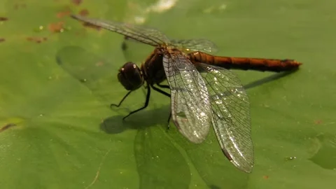 A dragonfly sits on a green lily leaf and dries its wings. Stock Footage 248821804