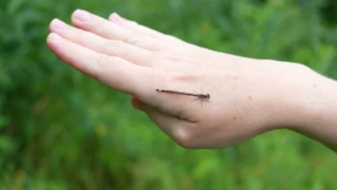 The dragonfly sits on the hand Stock Footage 160008533