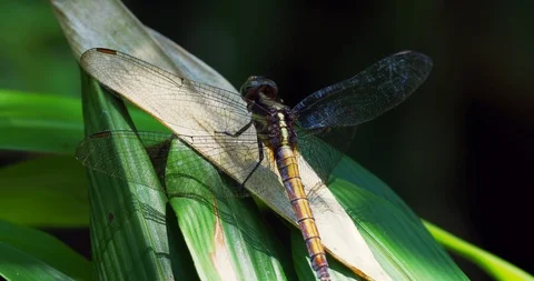 A dragonfly sits on a large green leaf then it flies away Stock Footage 116814647