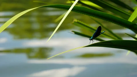 Dragonfly sits on a leaf against the backdrop of the reflection of clouds in 動画素材 201681104