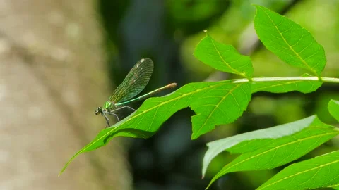 A dragonfly sits on a leaf and flies away Stock Footage 140225453