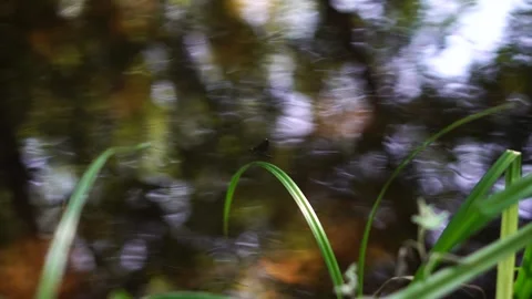 Dragonfly sits on a leaf swaying in the wind Video stock 248377005