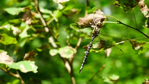 The dragonfly sits on a leaf in the wind in the forest. 動画素材 201341012