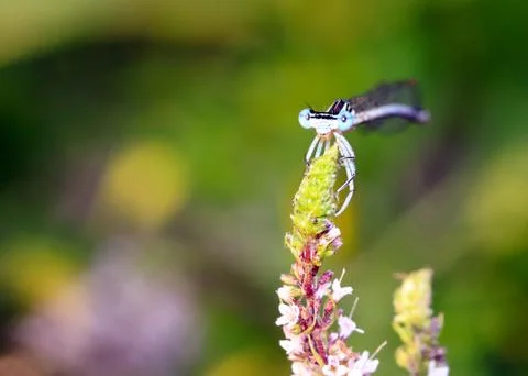Dragonfly sits Photos