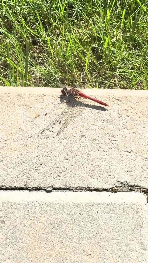 A dragonfly sits on sidewalk with green grass Stock Footage 287002982