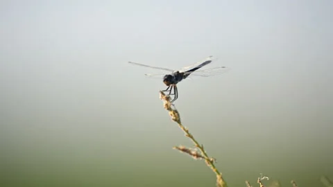 A dragonfly sits on the stem of a plant swaying in the wind. An insect in the Stock Footage 218345192