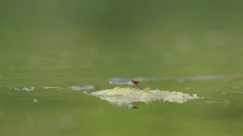 Dragonfly Sits in the Swamp Stock Footage 85186615