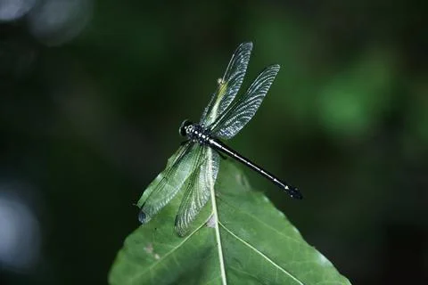 A Dragonfly Sits On The Tip Of A Leaf Stock Photos