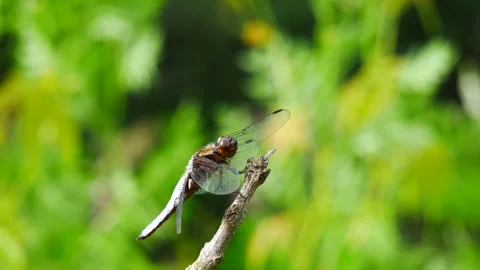 A dragonfly sits on a tree branch. Video stock 278608487